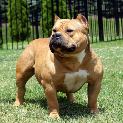 american bully magoo